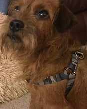 Load image into Gallery viewer, FLO Dog harness
